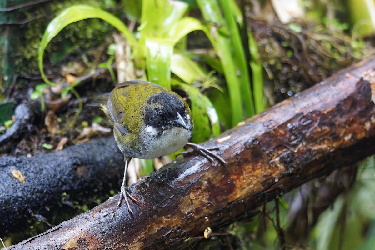 Black-headed Brushfinch - ML642432879