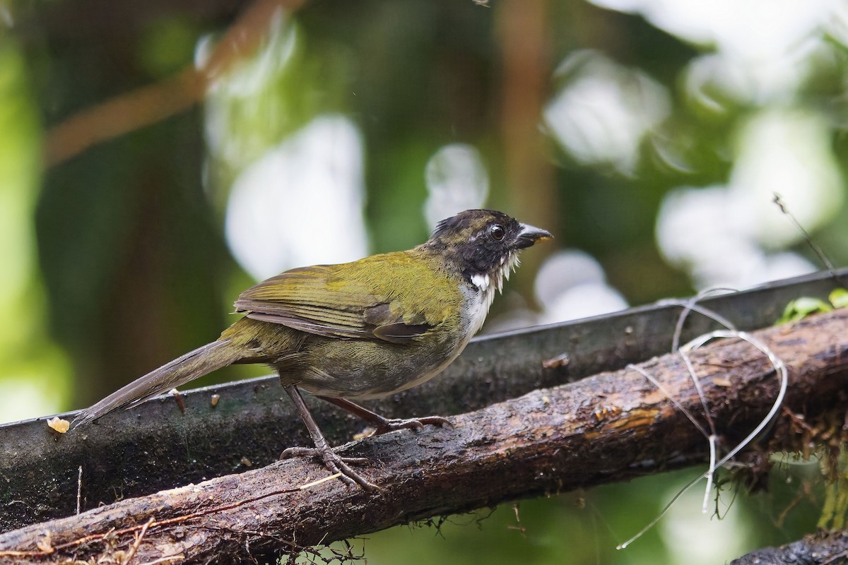 Black-headed Brushfinch - ML642432880