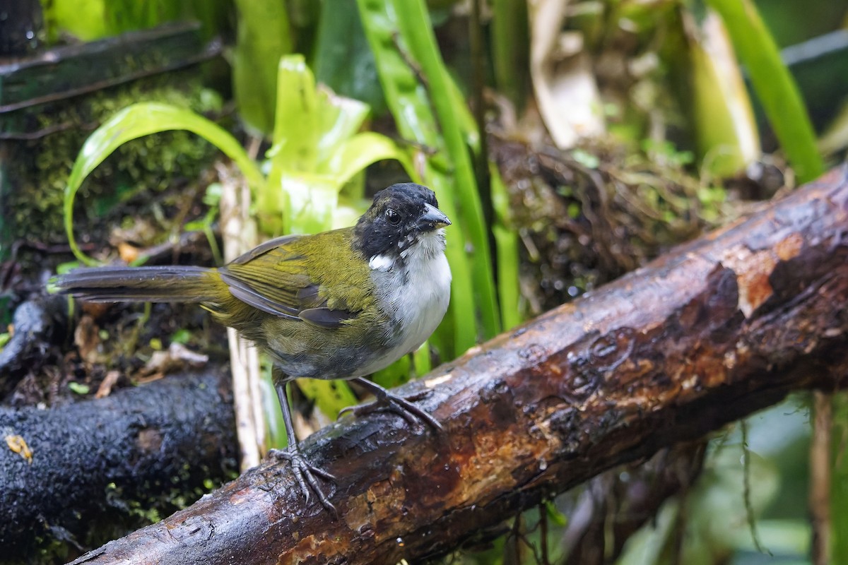Black-headed Brushfinch - ML642432881