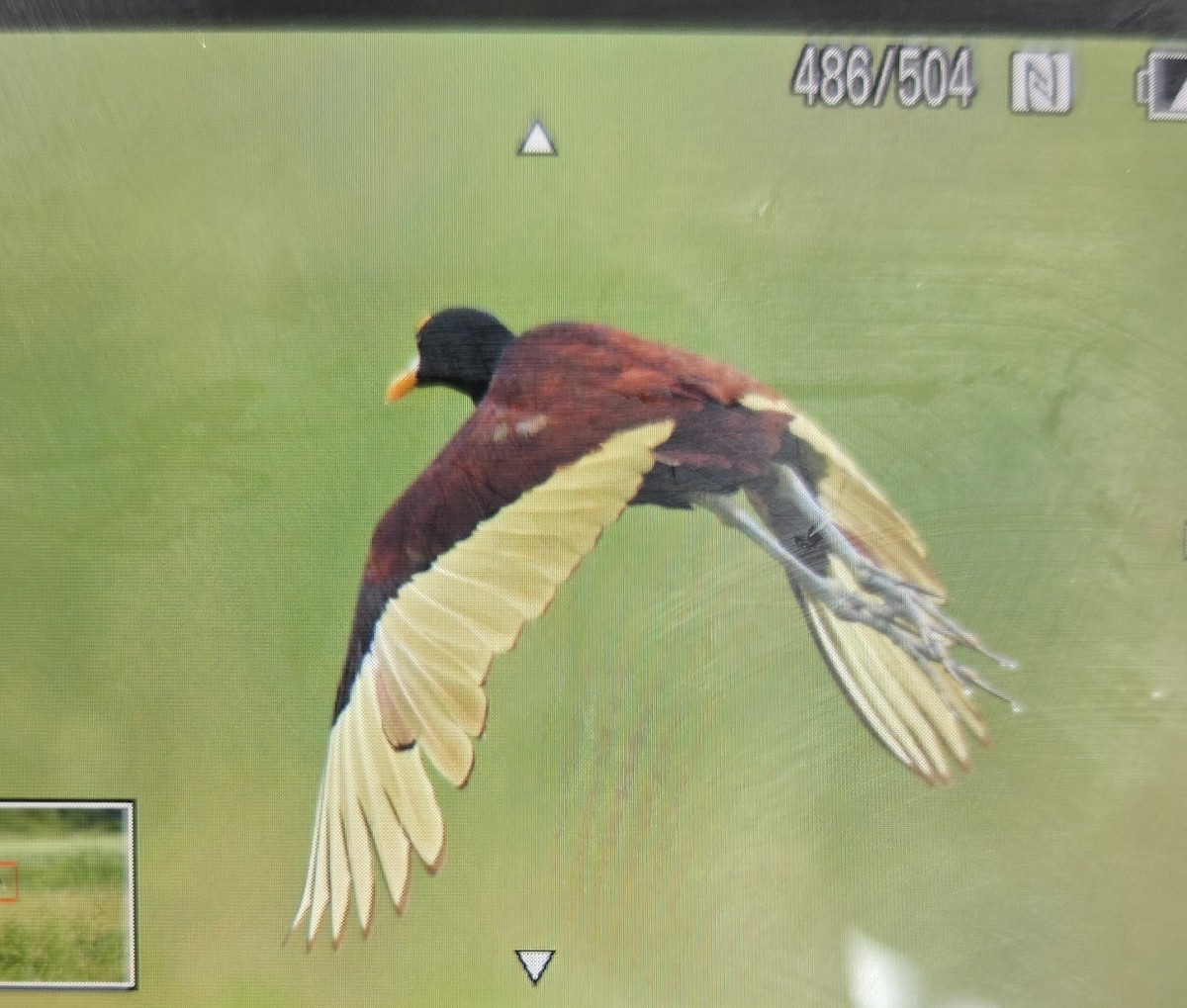 Northern Jacana - ML642432883
