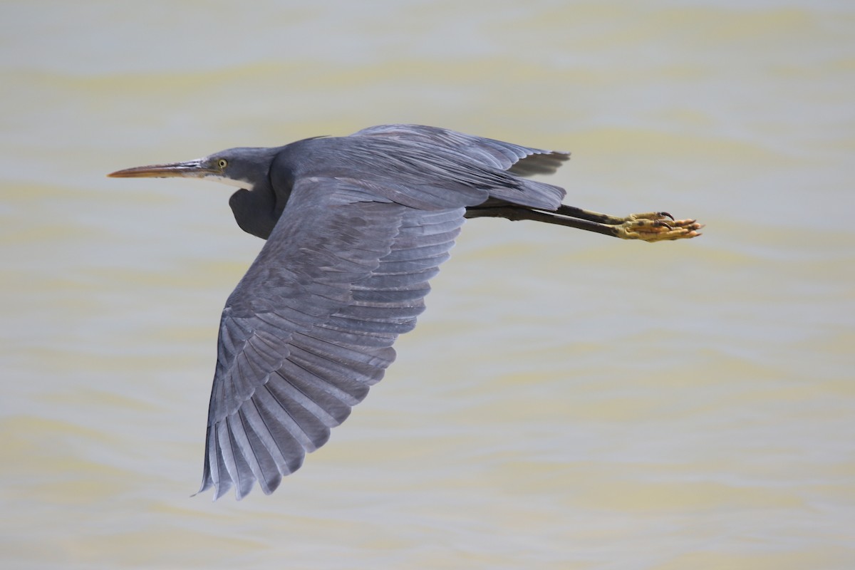 Western Reef-Heron - ML642432892