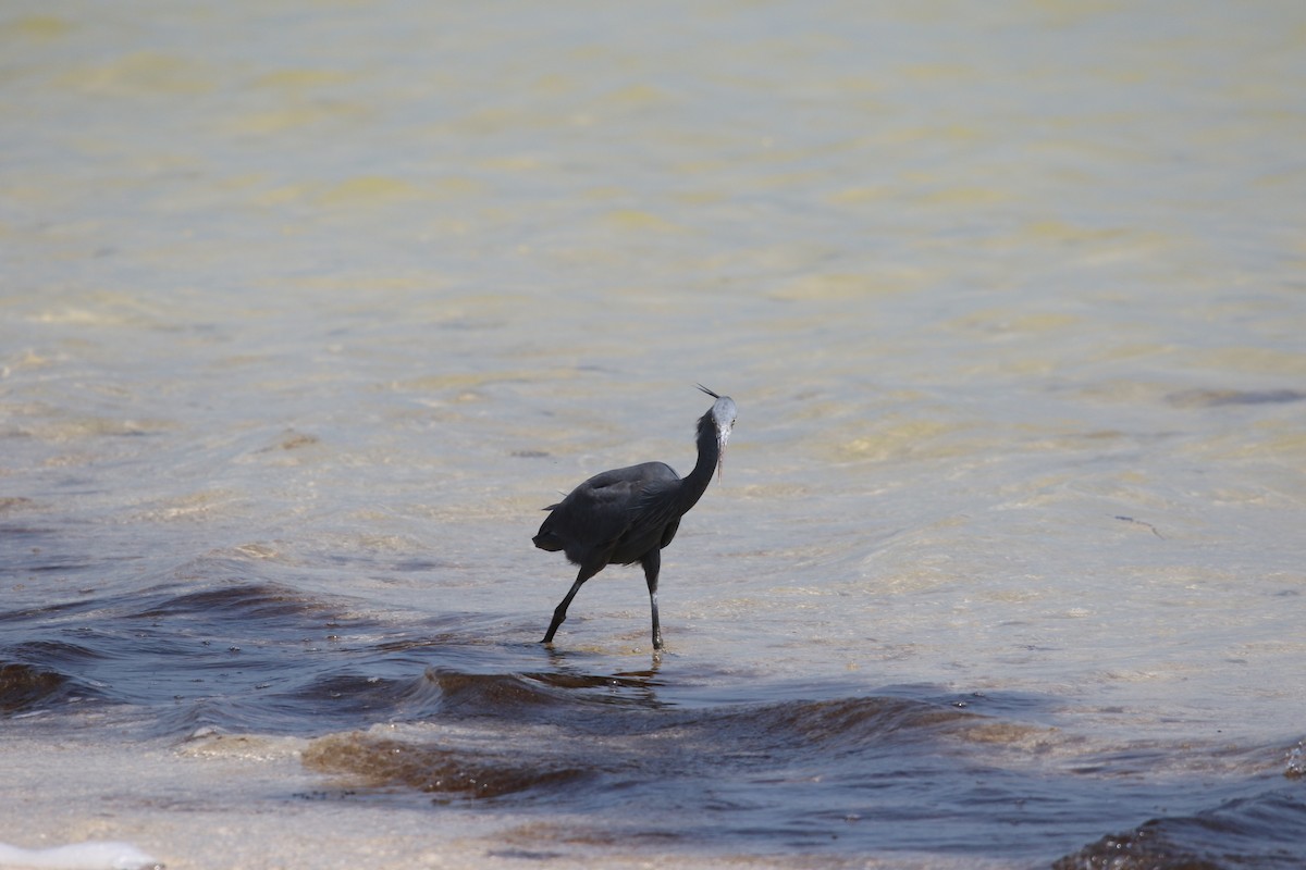 Western Reef-Heron - ML642432893