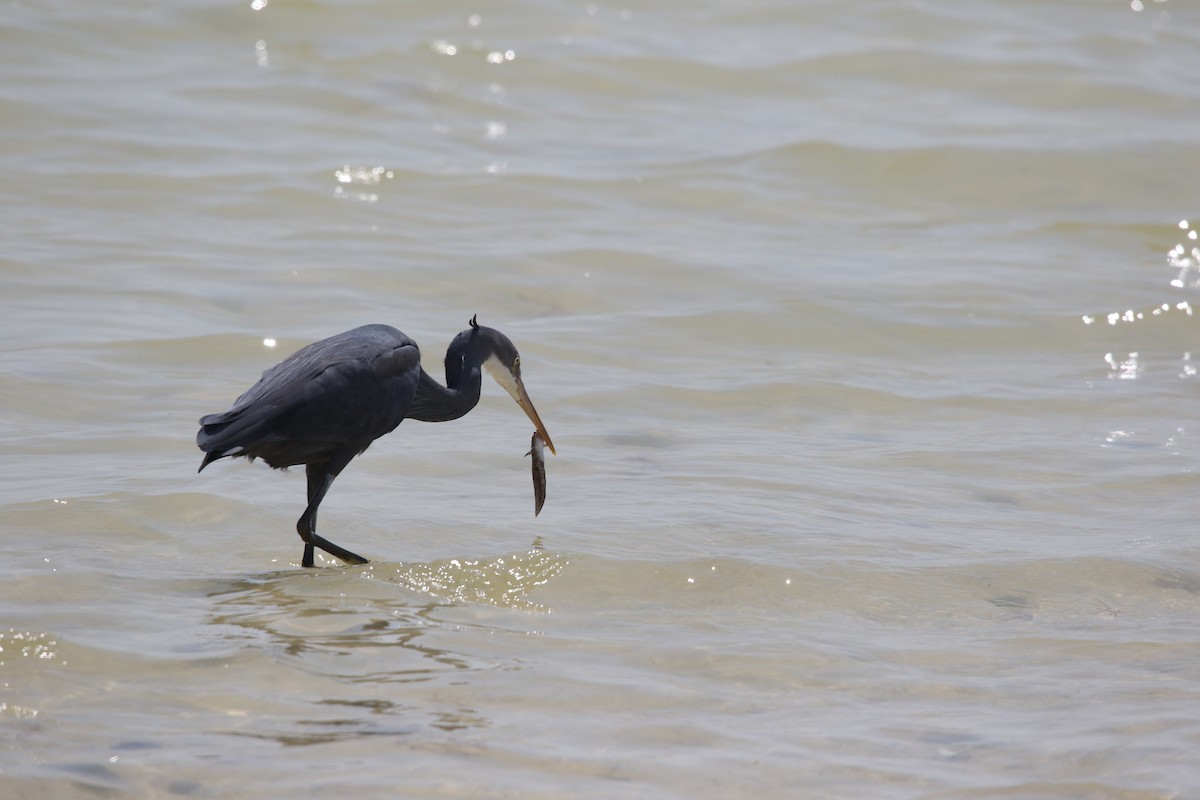 Western Reef-Heron - ML642432894