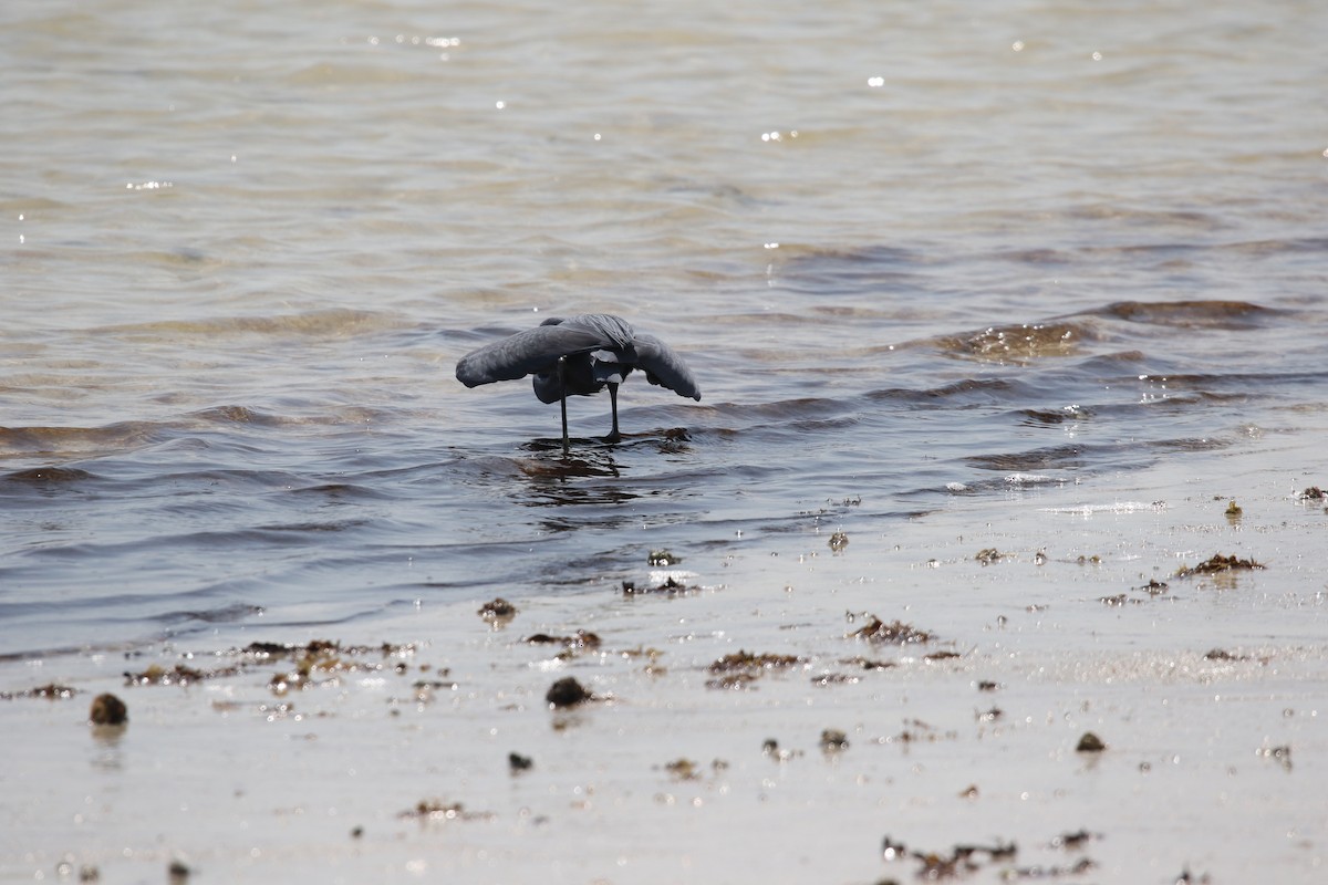 Western Reef-Heron - ML642432895