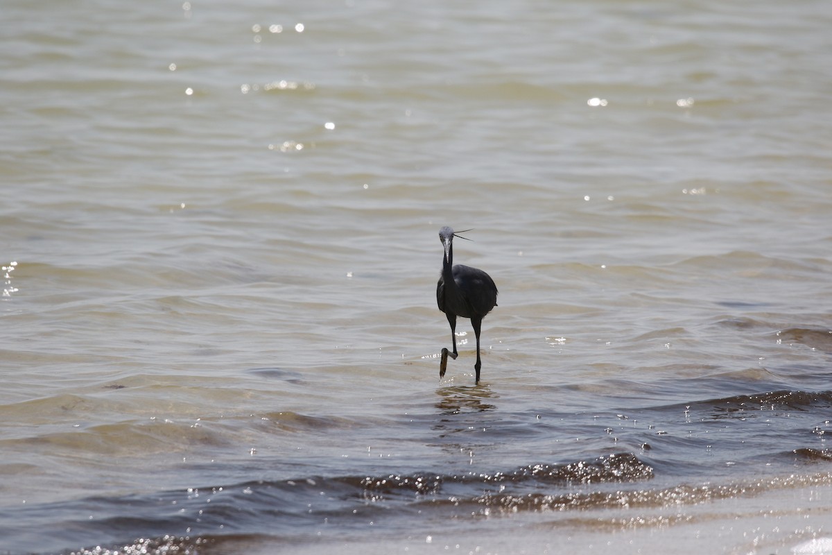 Western Reef-Heron - ML642432896