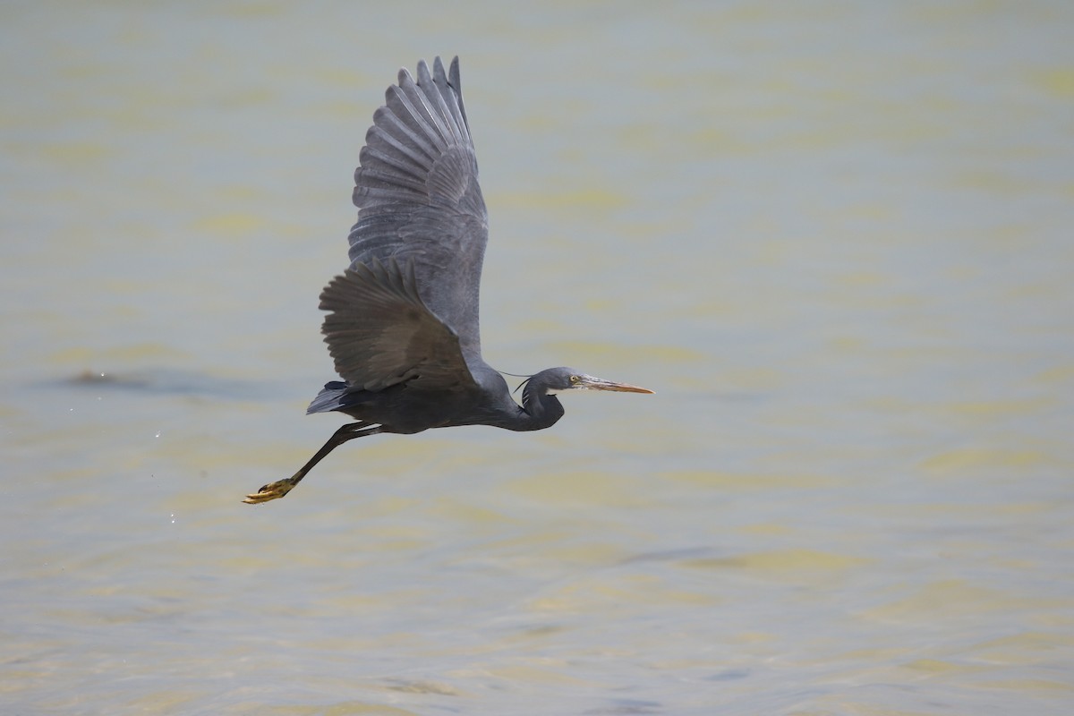 Western Reef-Heron - ML642432897