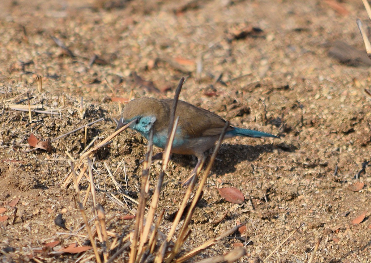 Southern Cordonbleu - ML642432898