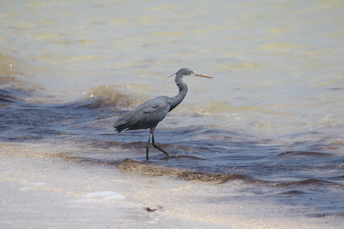 Western Reef-Heron - ML642432899
