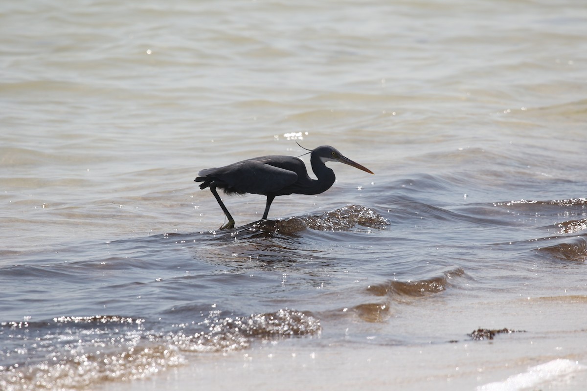 Western Reef-Heron - ML642432900