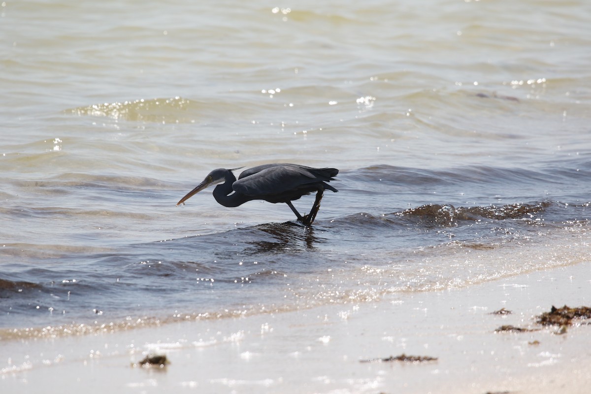 Western Reef-Heron - ML642432901