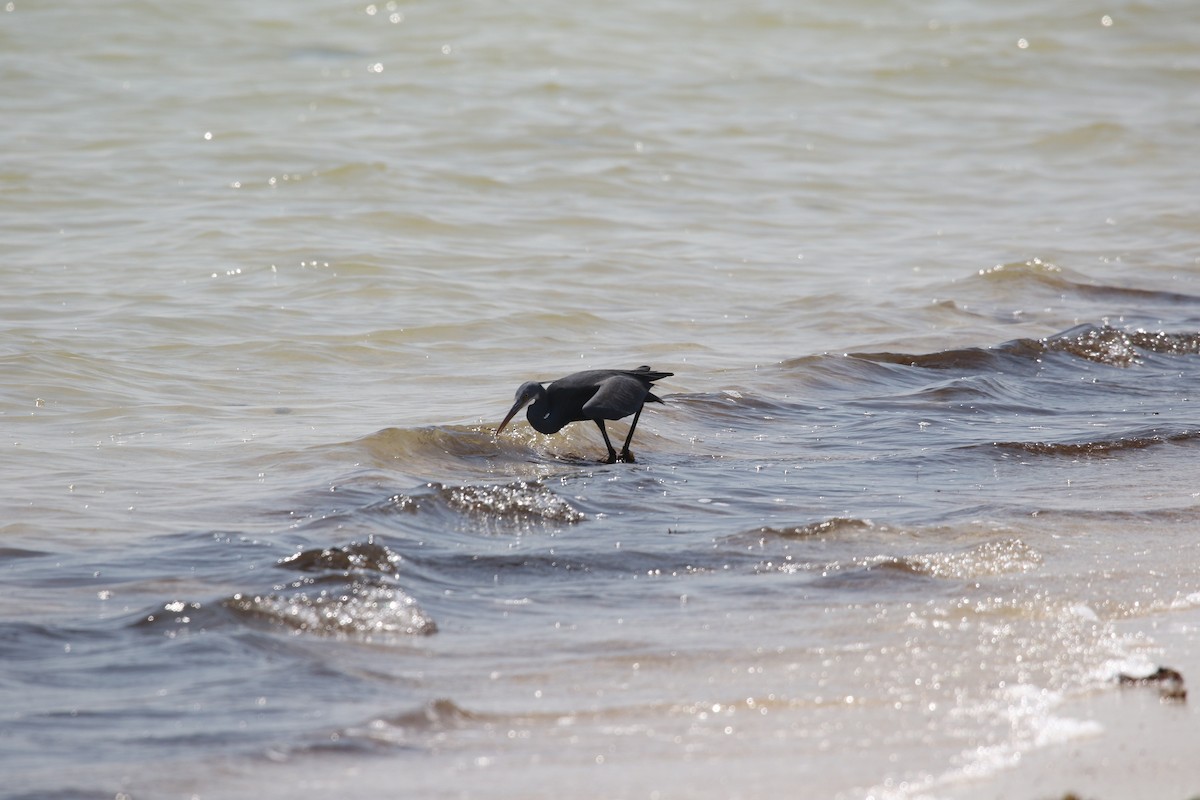 Western Reef-Heron - ML642432902