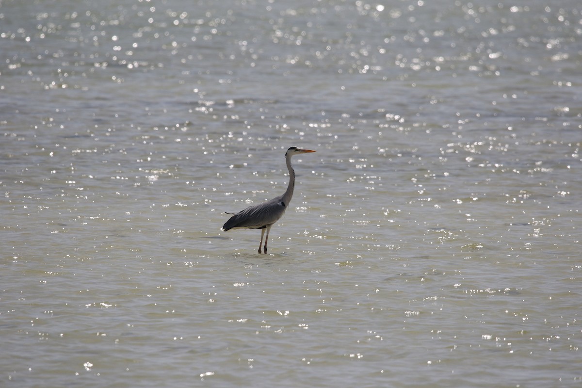Gray Heron - ML642432908