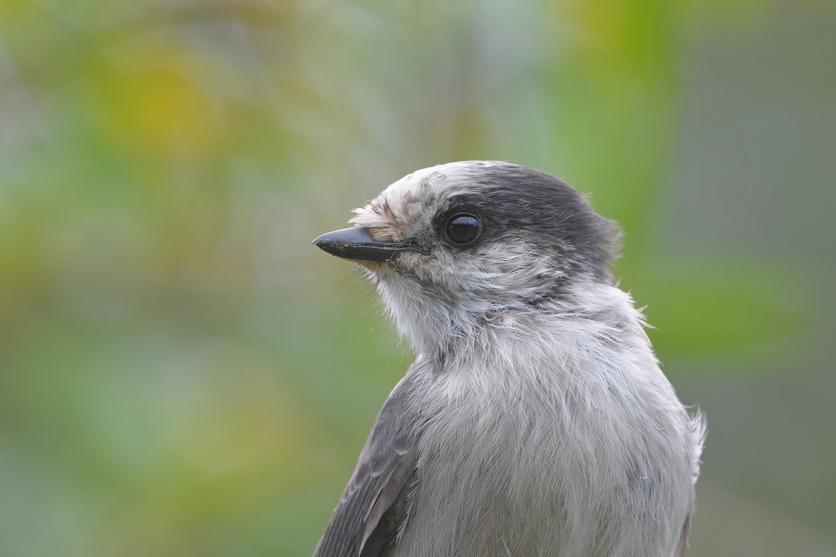 Canada Jay - ML642432923