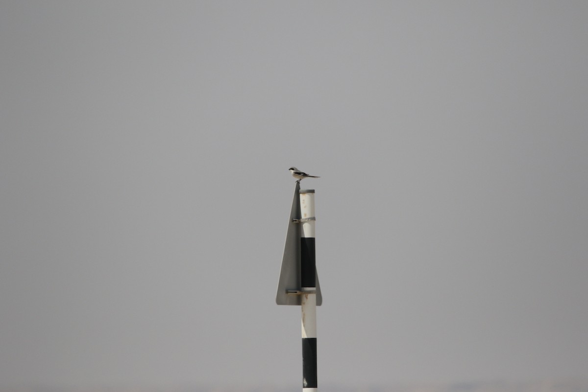 Great Gray Shrike - ML642432933