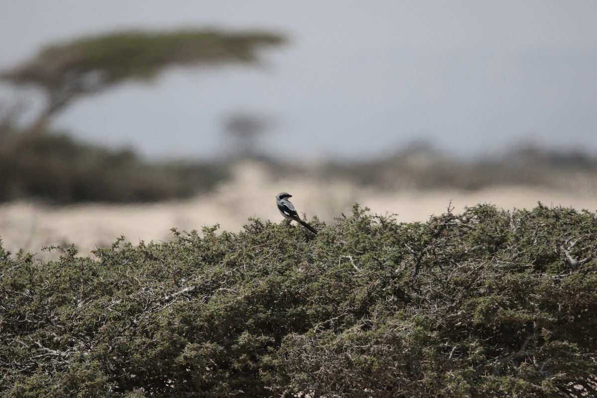 Great Gray Shrike - ML642432935