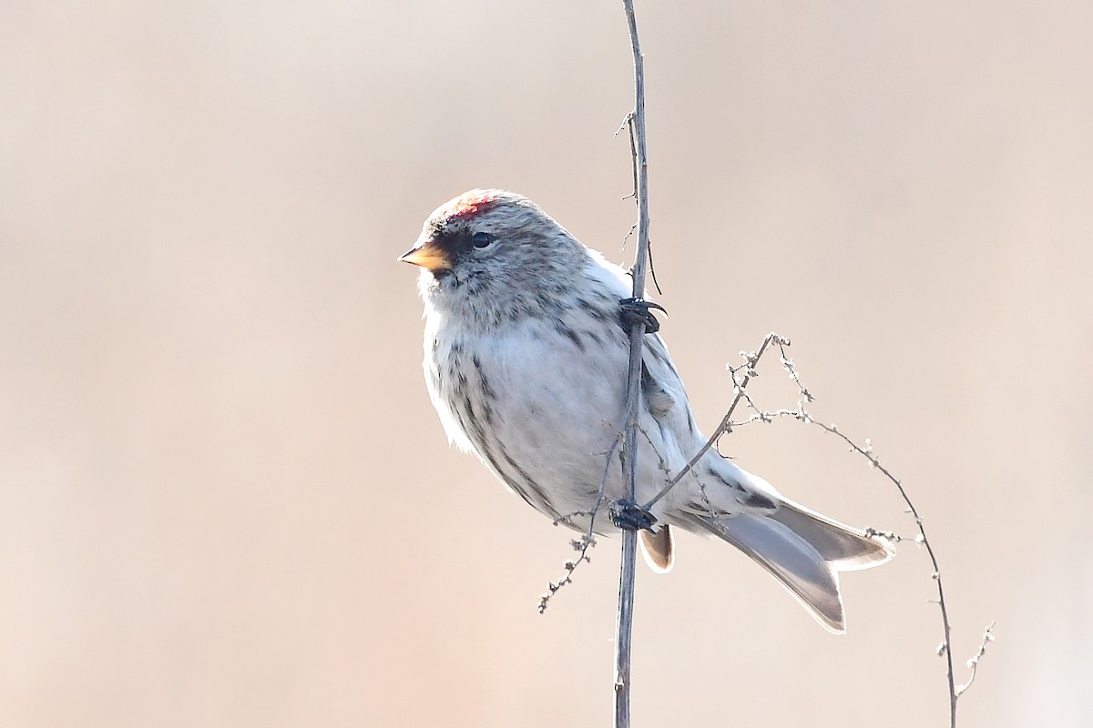 Redpoll (Common) - ML642432938