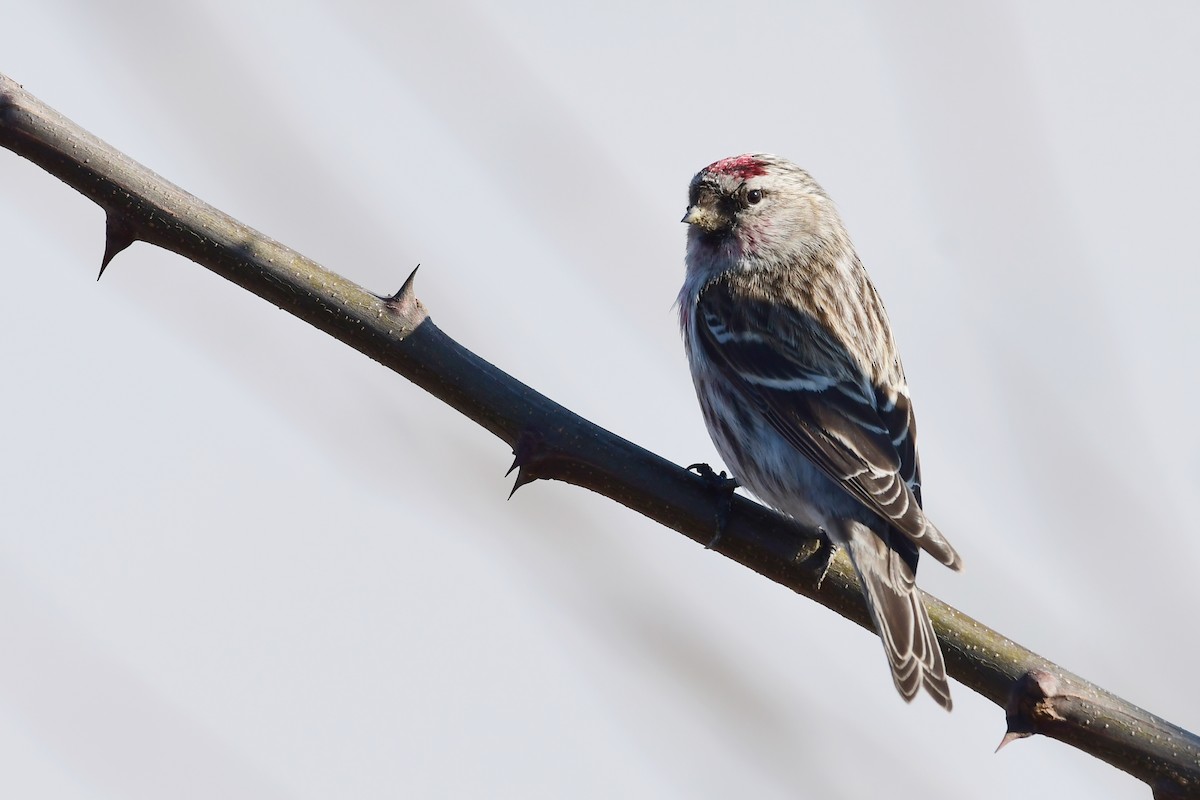 Redpoll (Common) - ML642432939