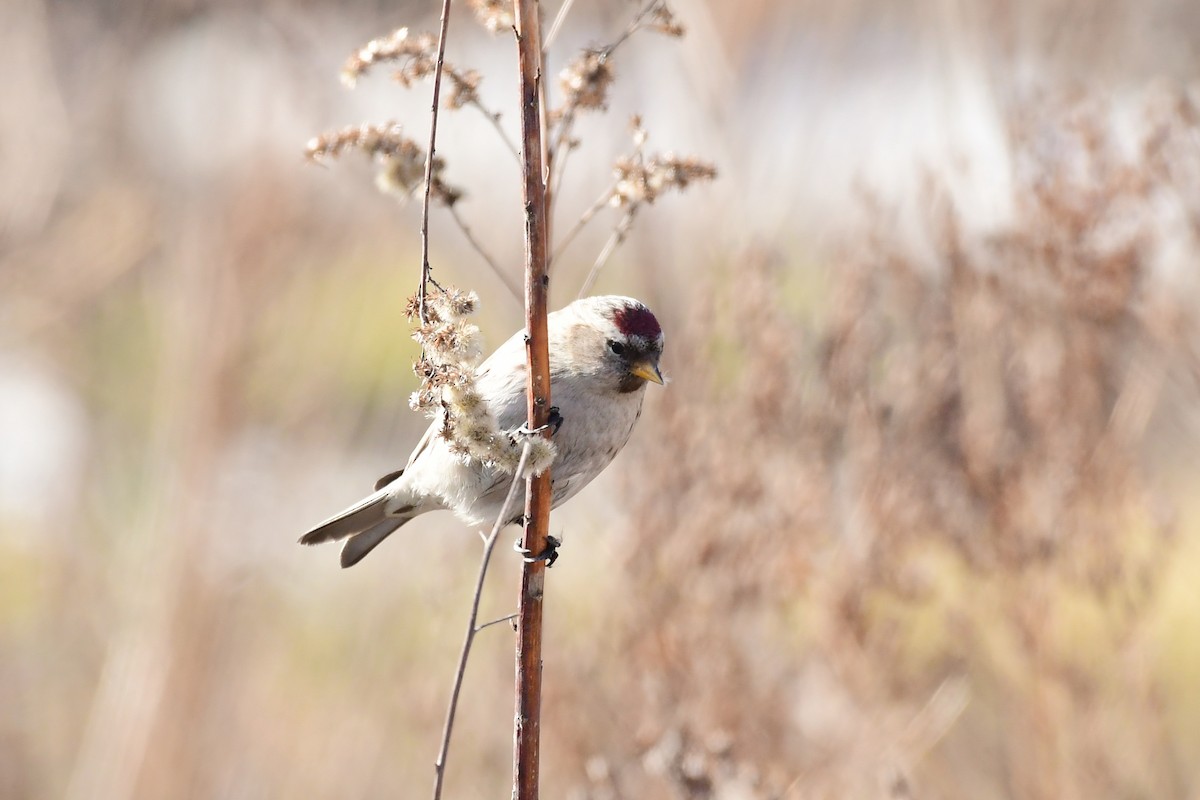 Redpoll (Common) - ML642432940