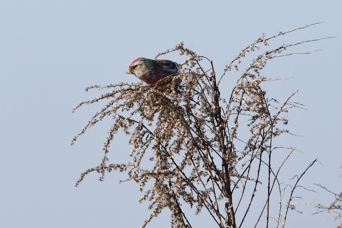 Redpoll (Common) - ML642432941