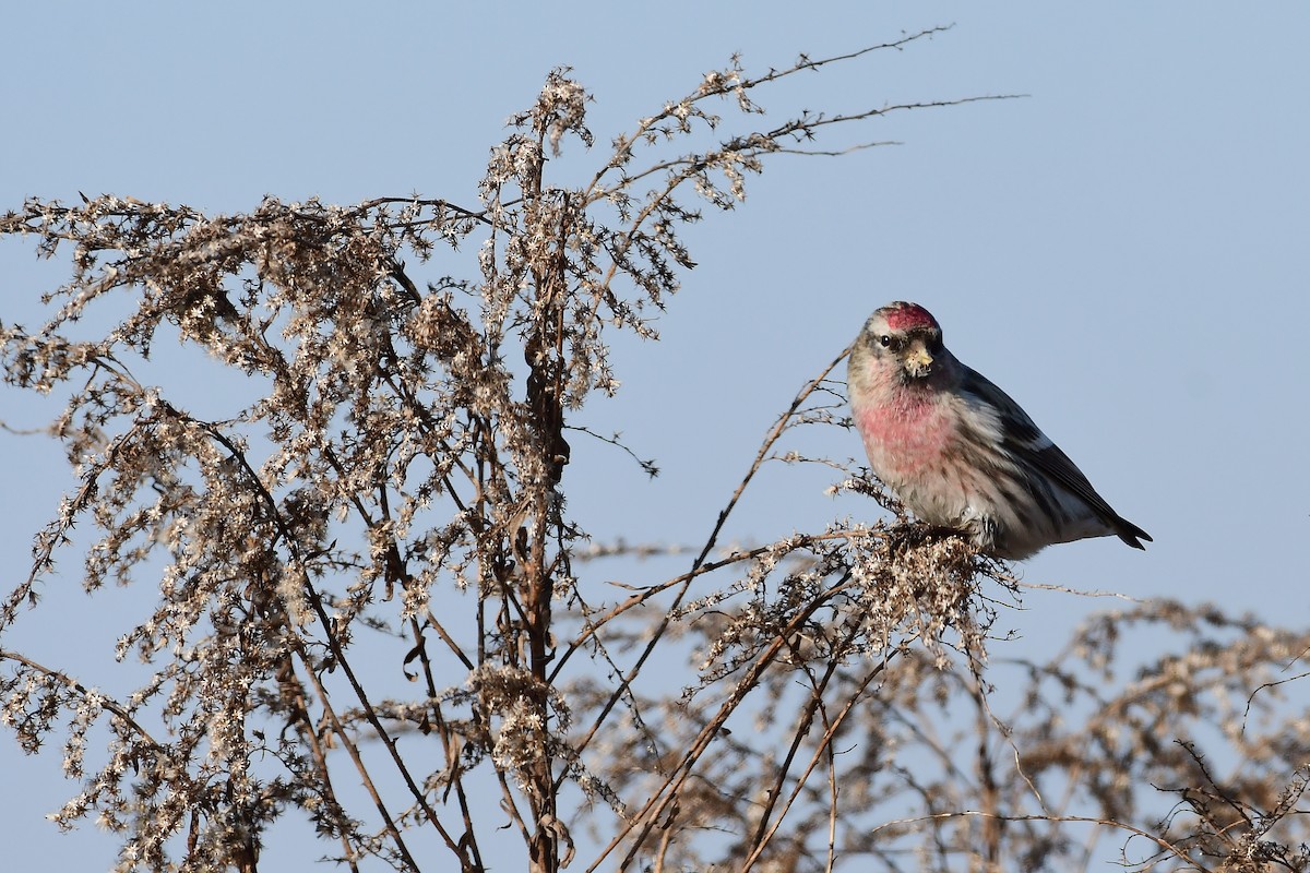 Redpoll (Common) - ML642432942