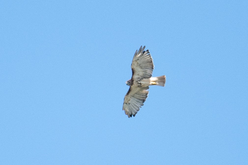 Red-tailed Hawk (borealis) - ML642432943