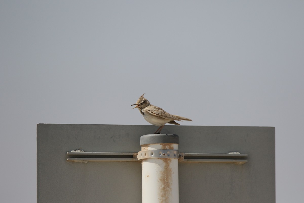 Crested Lark - ML642432950
