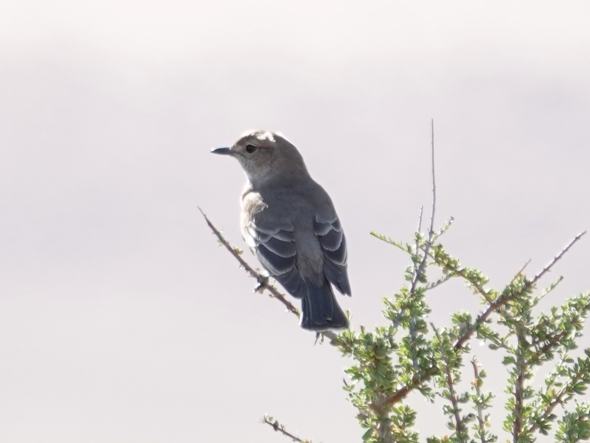 Chat Flycatcher - ML642432960