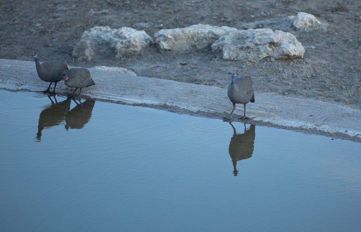 Helmeted Guineafowl - ML642432964