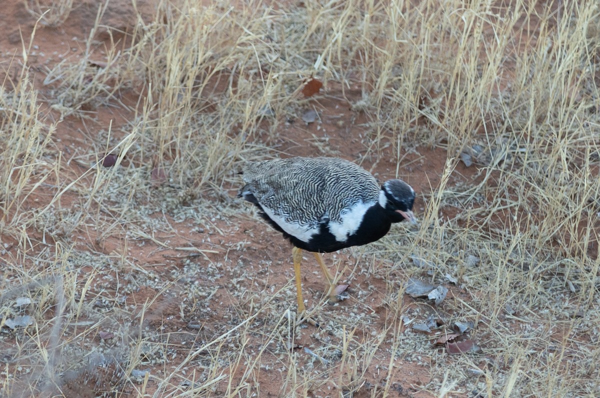 White-quilled Bustard - ML642432988