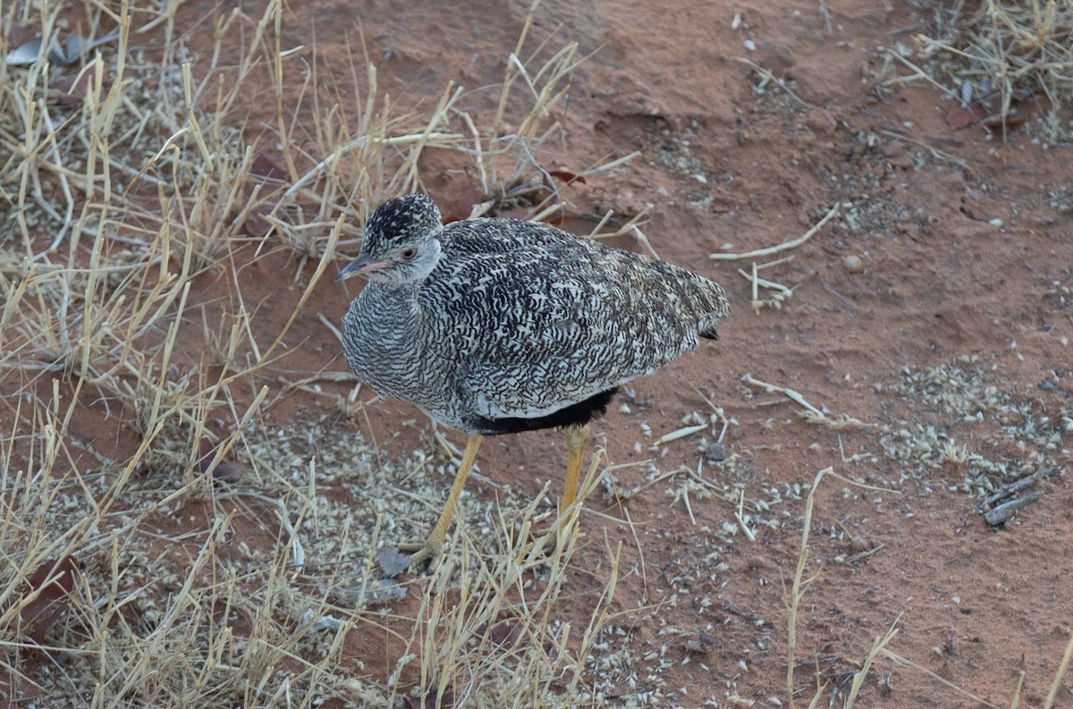 White-quilled Bustard - ML642432989