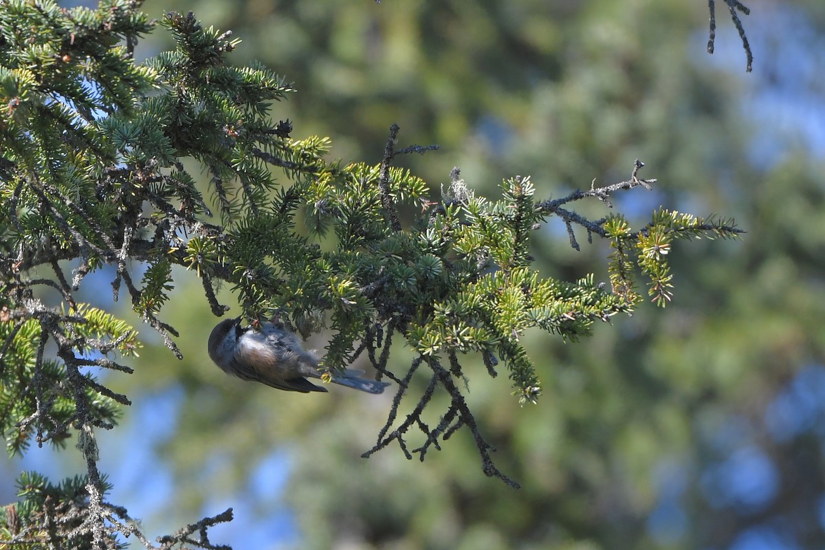 Boreal Chickadee - ML642432997