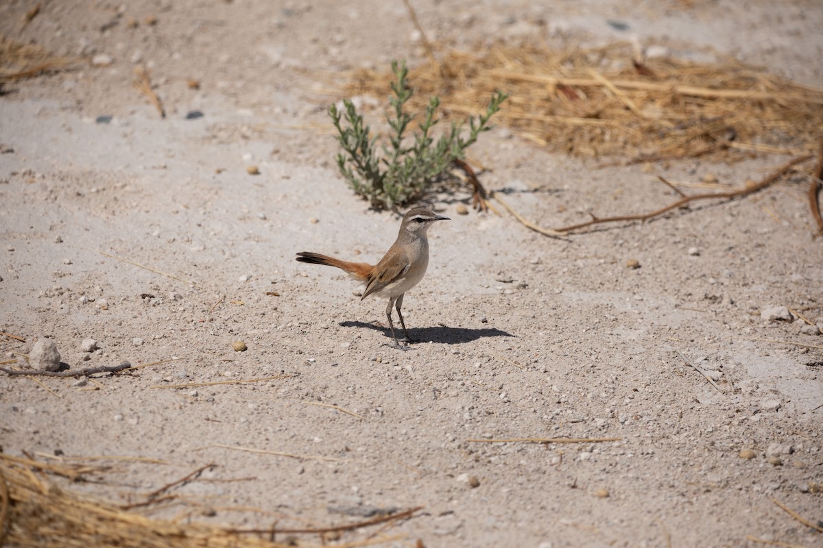 Kalahari Scrub-Robin - ML642433001