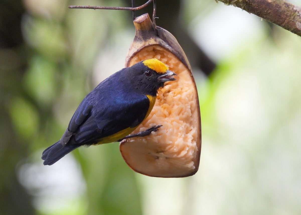 Orange-bellied Euphonia - ML642433004
