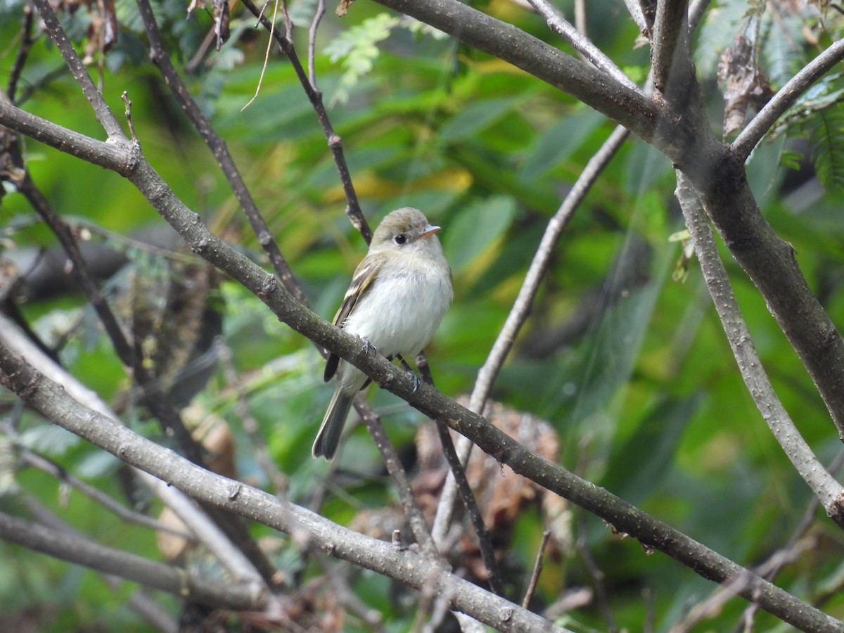 new world flycatcher sp. - ML642433069