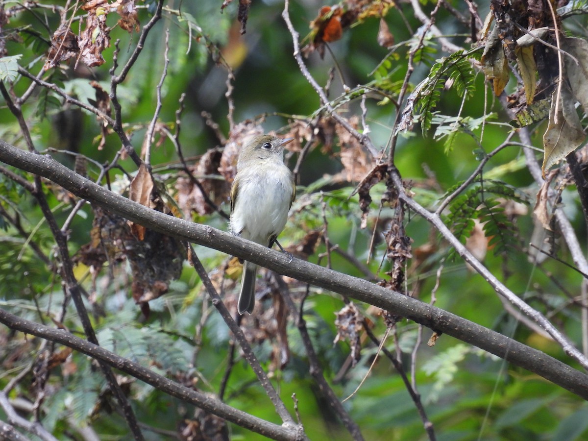 new world flycatcher sp. - ML642433070