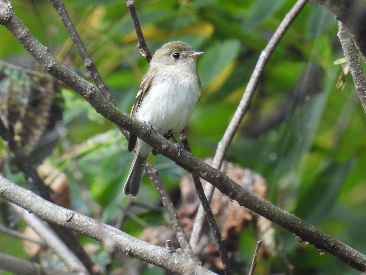 new world flycatcher sp. - ML642433071