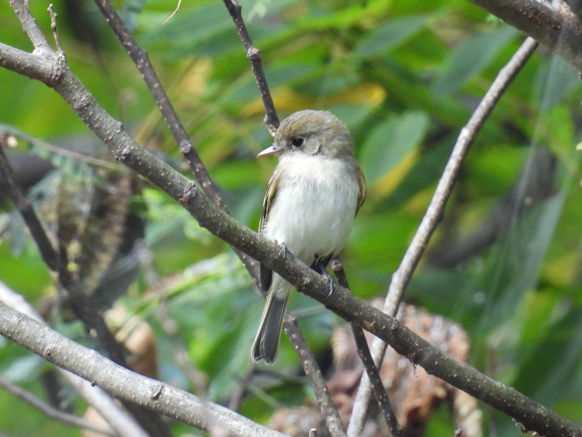 new world flycatcher sp. - ML642433072