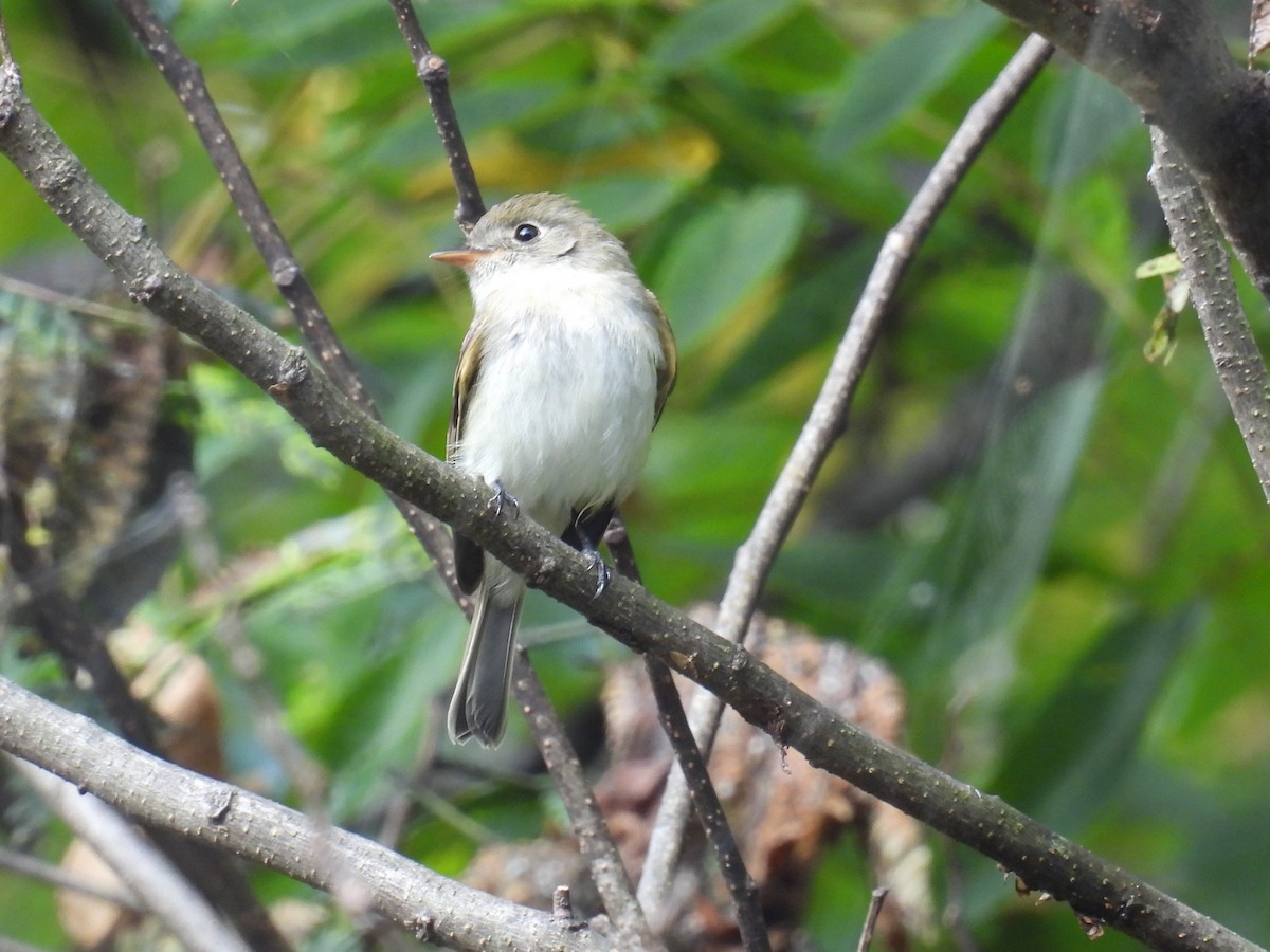 new world flycatcher sp. - ML642433074