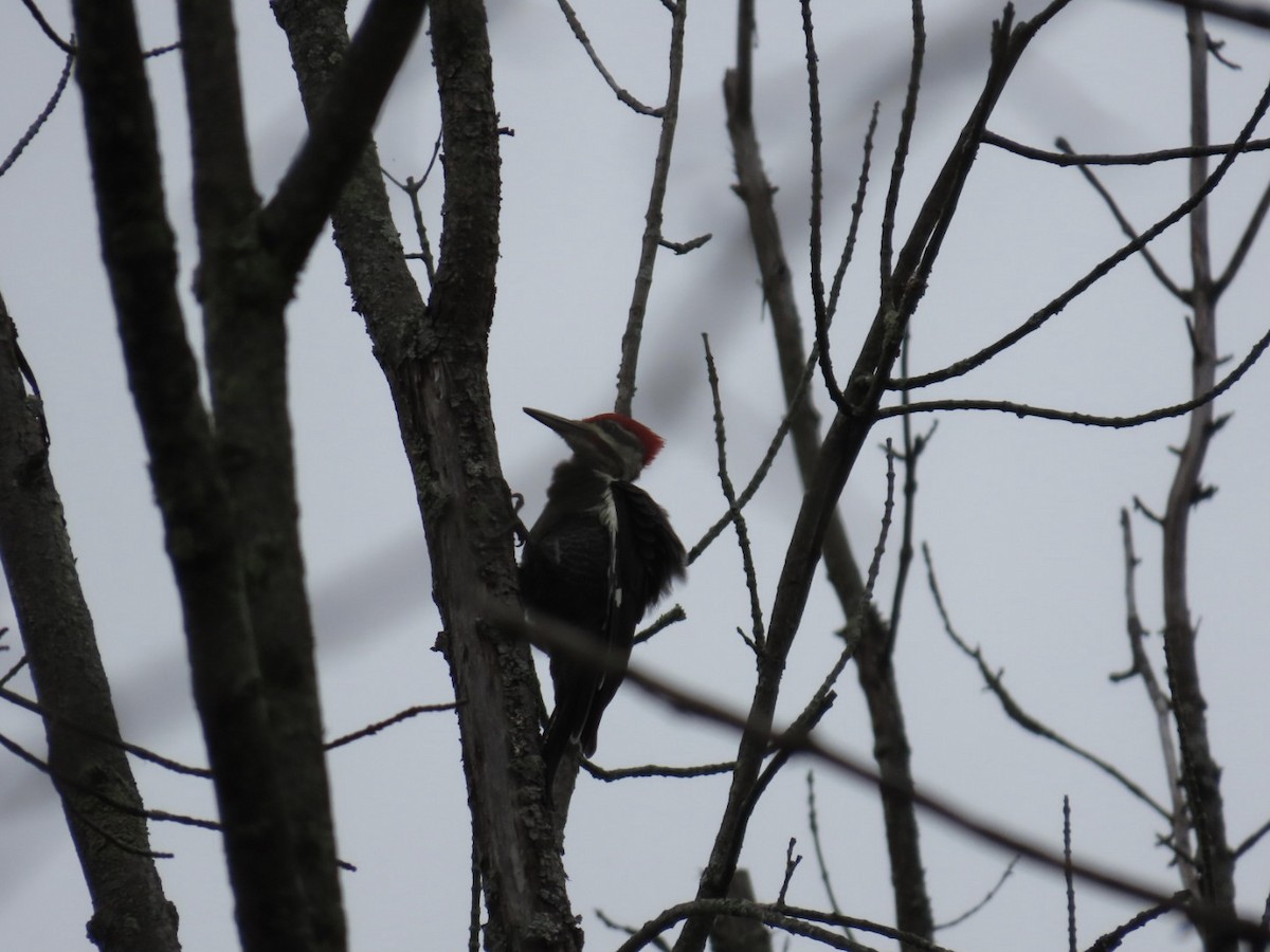 Pileated Woodpecker - ML642433085