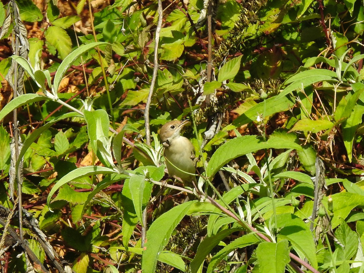 Greater Whitethroat - ML642433091