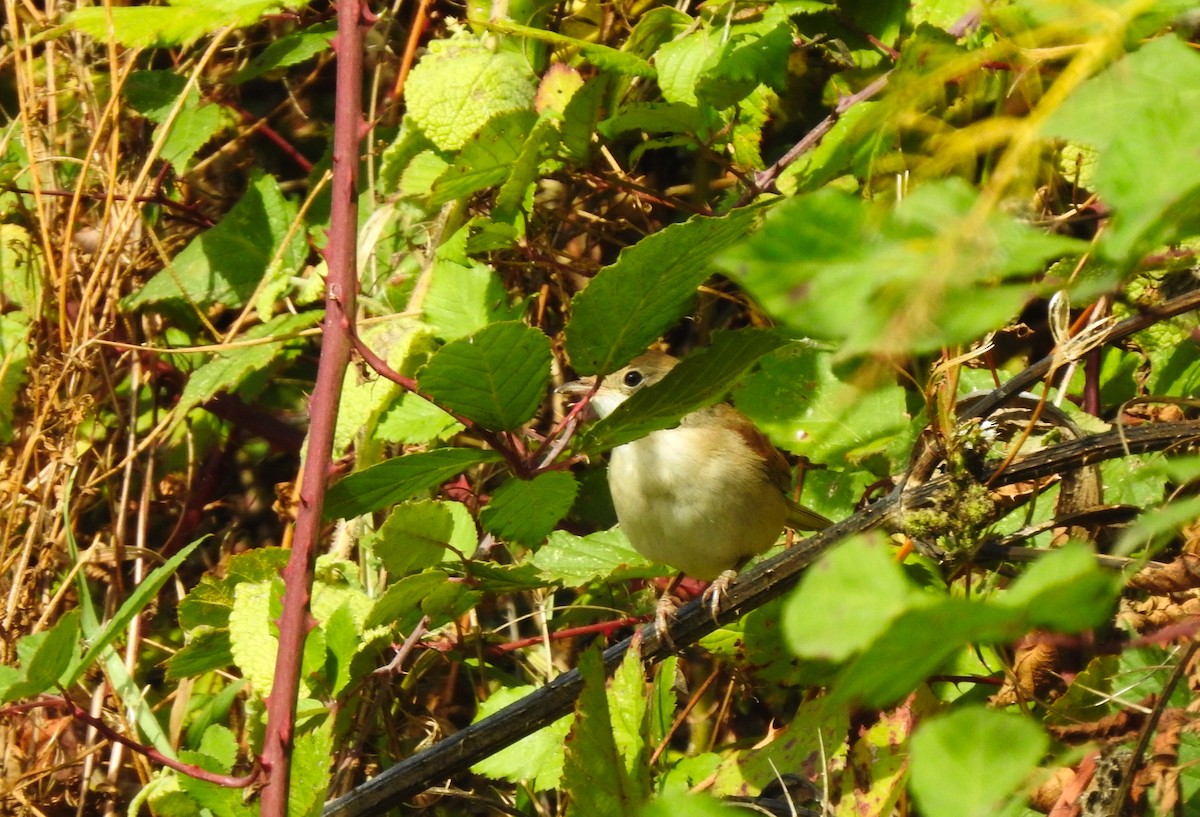 Greater Whitethroat - ML642433092