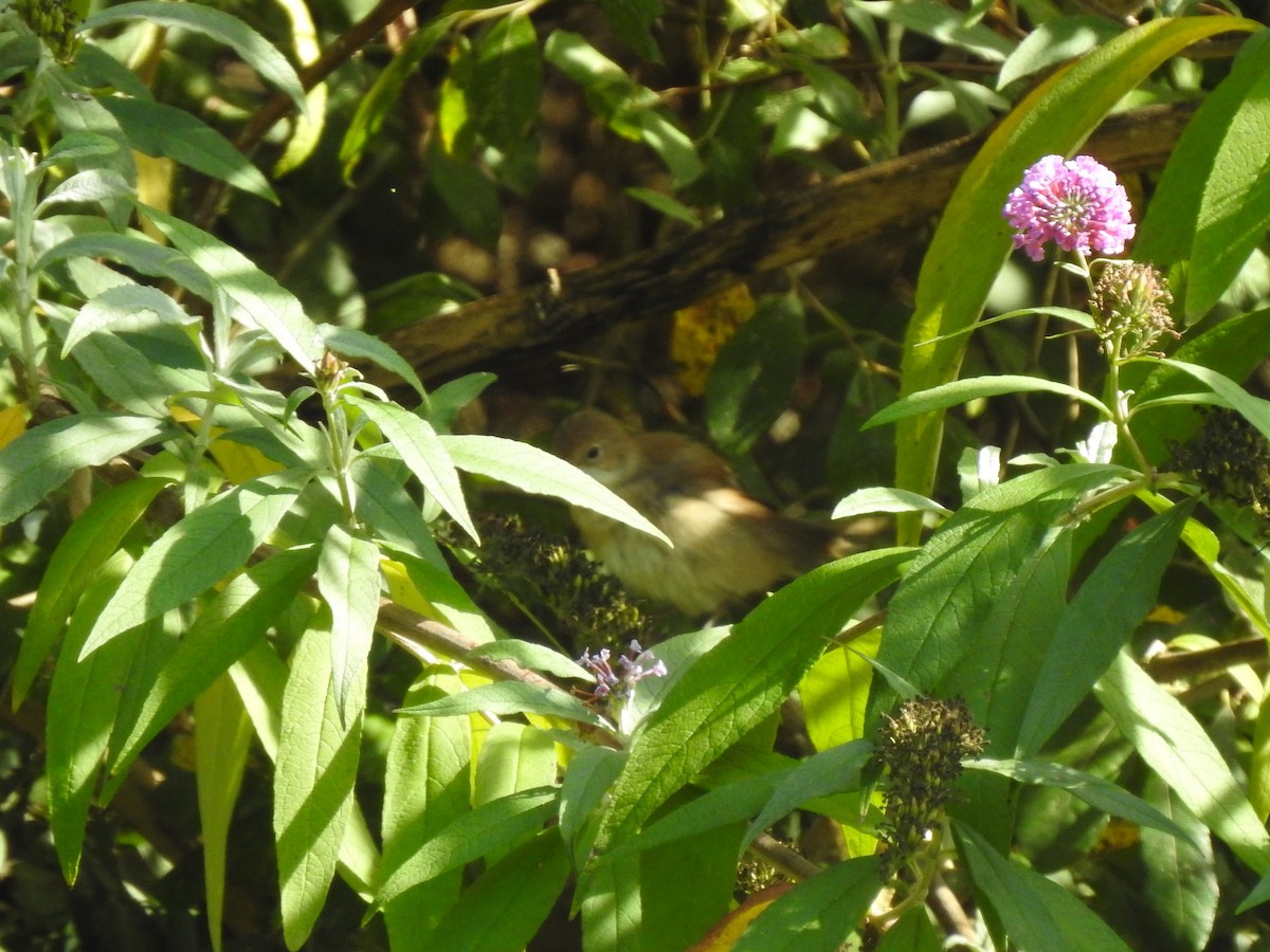 Greater Whitethroat - ML642433093