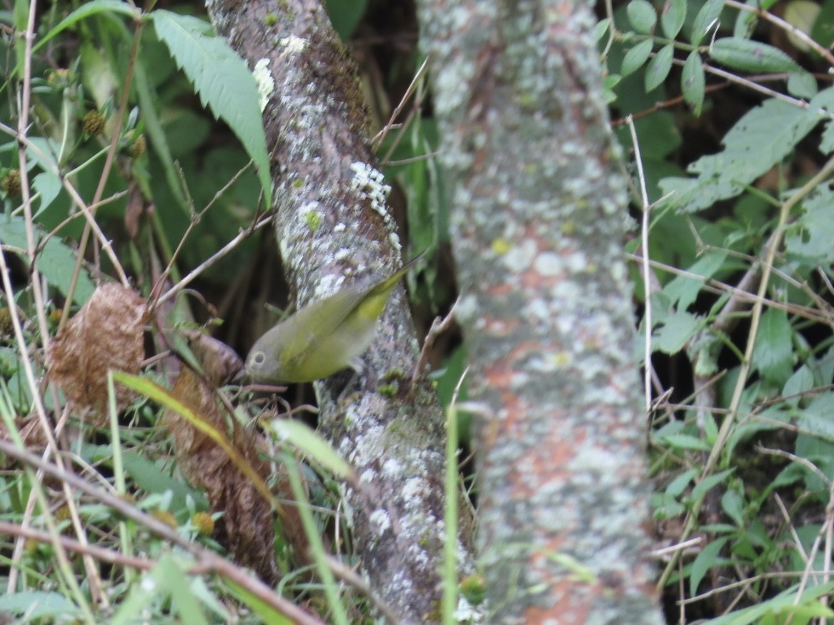 Nashville Warbler - ML642433099