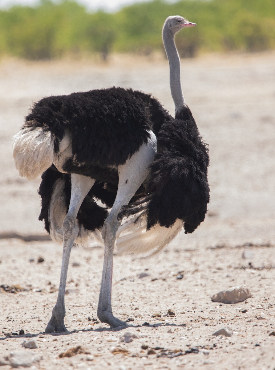 Common Ostrich - ML642433102