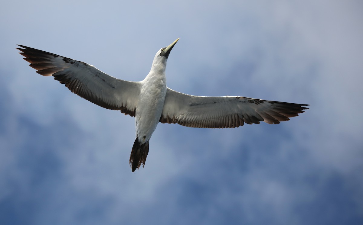 Masked Booby - ML642433104