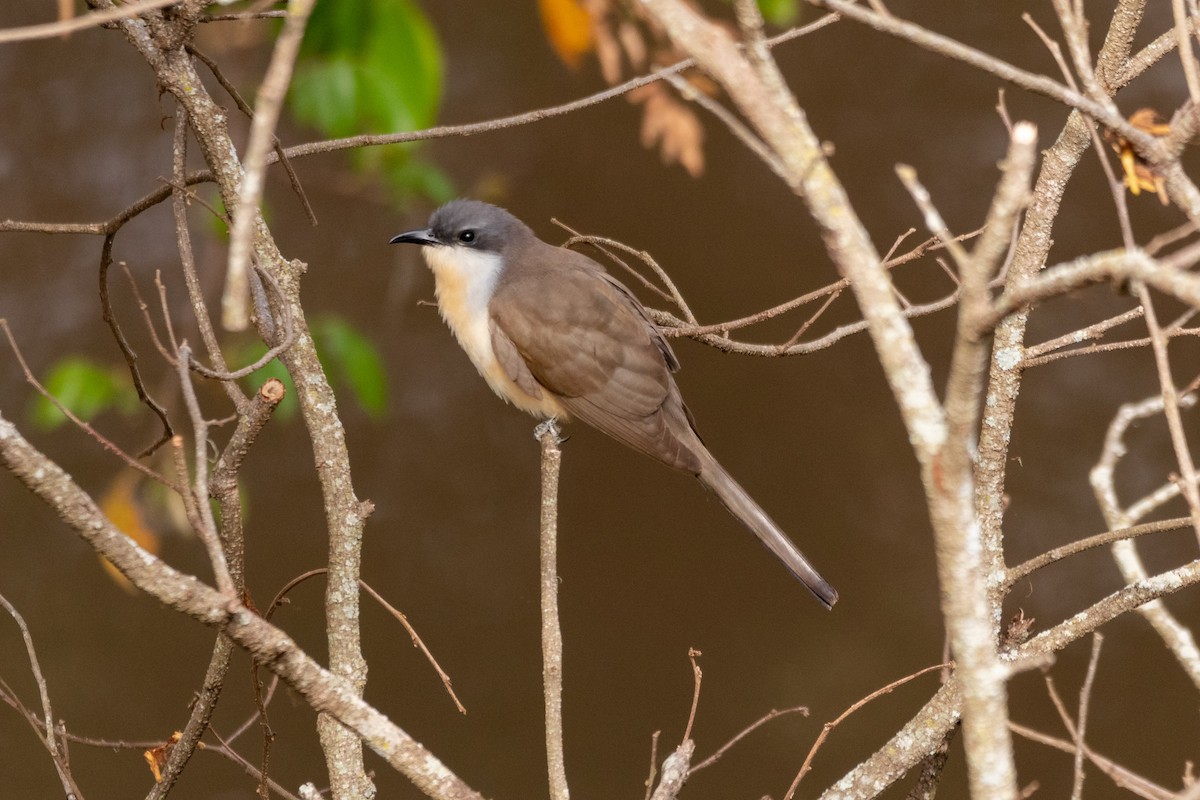 Dark-billed Cuckoo - ML642433106