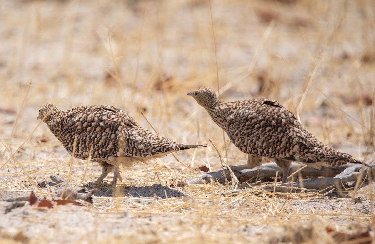 Namaqua Sandgrouse - ML642433108