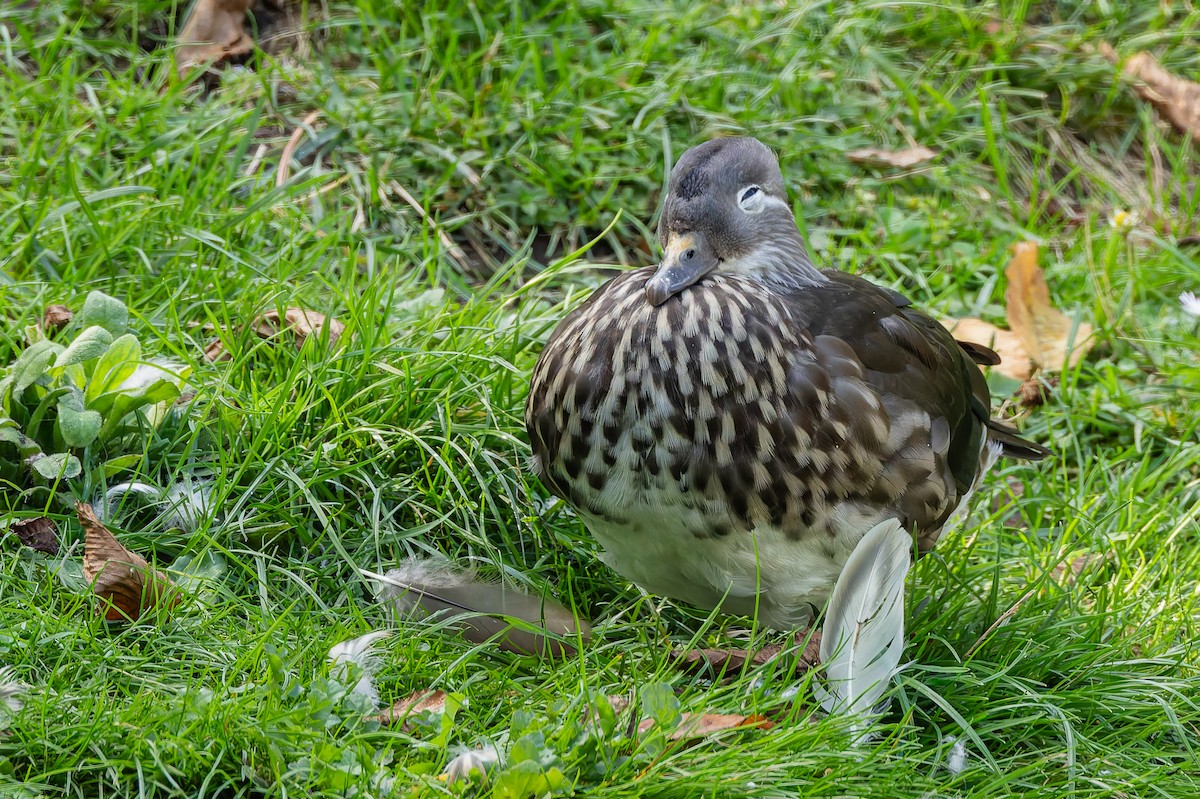 Mandarin Duck - ML642433114