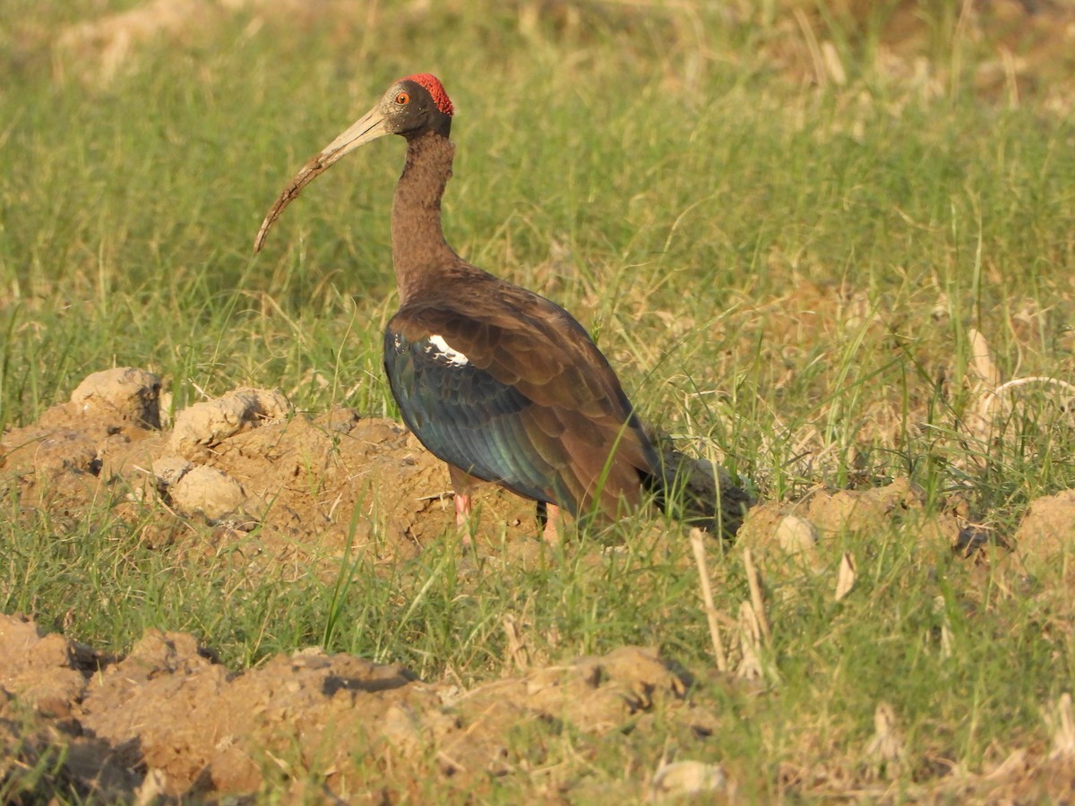 Red-naped Ibis - ML642433130