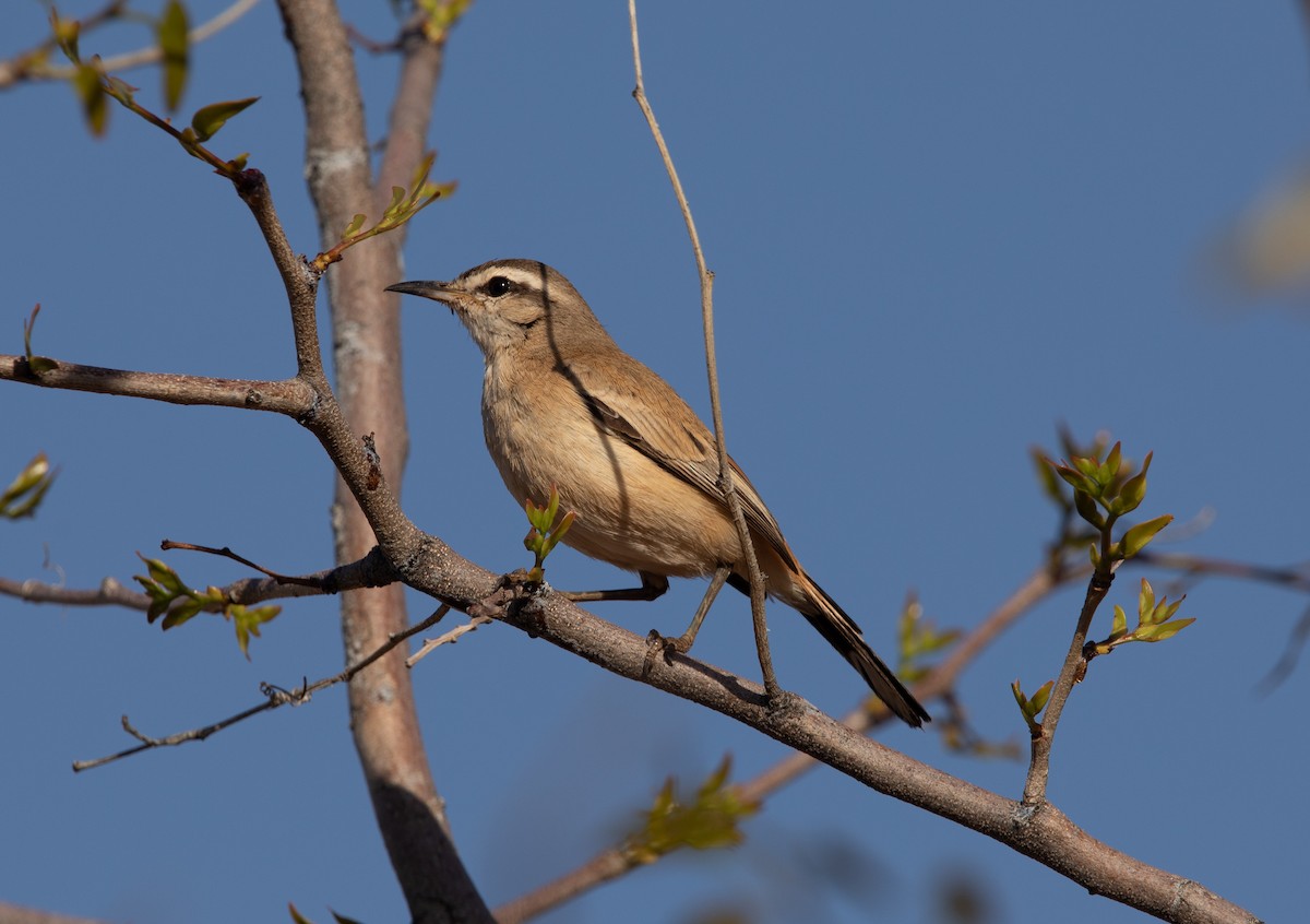 Kalahari Scrub-Robin - ML642433156